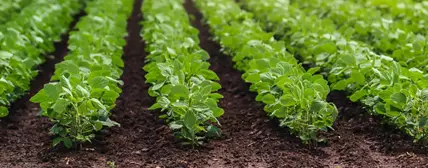 Agrochemical Adjuvants