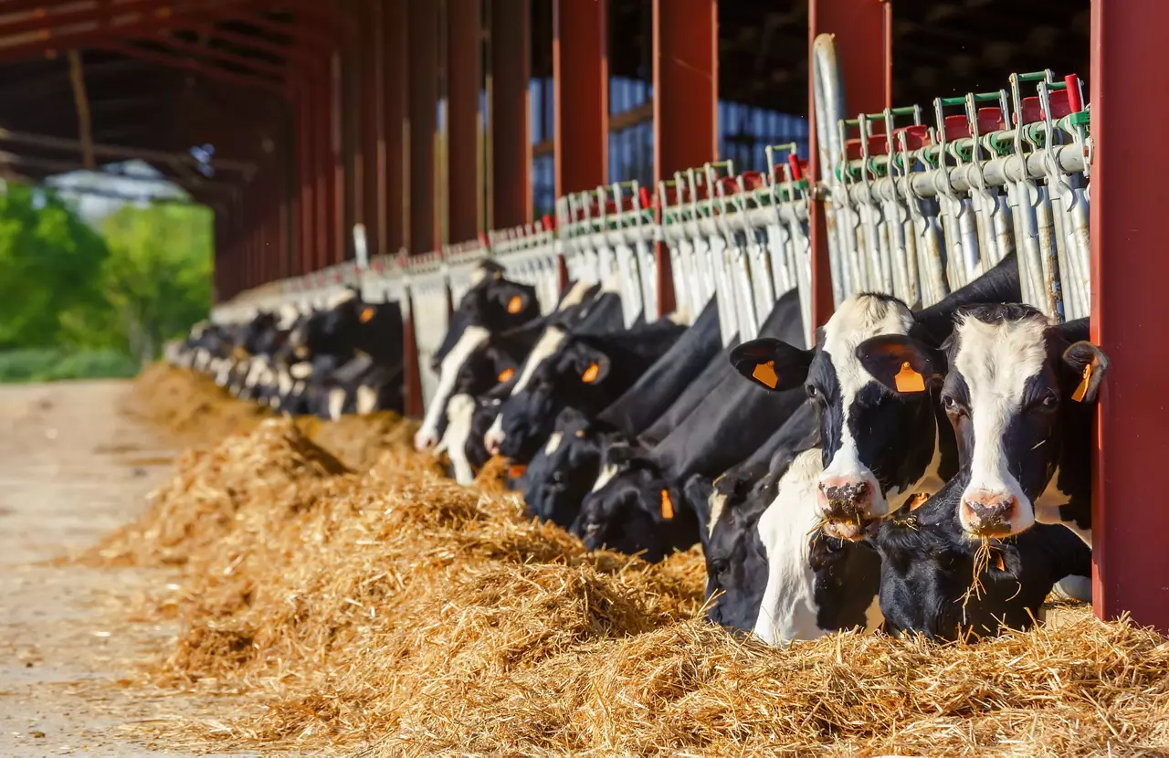 Cows Eating in a Dairy Farm