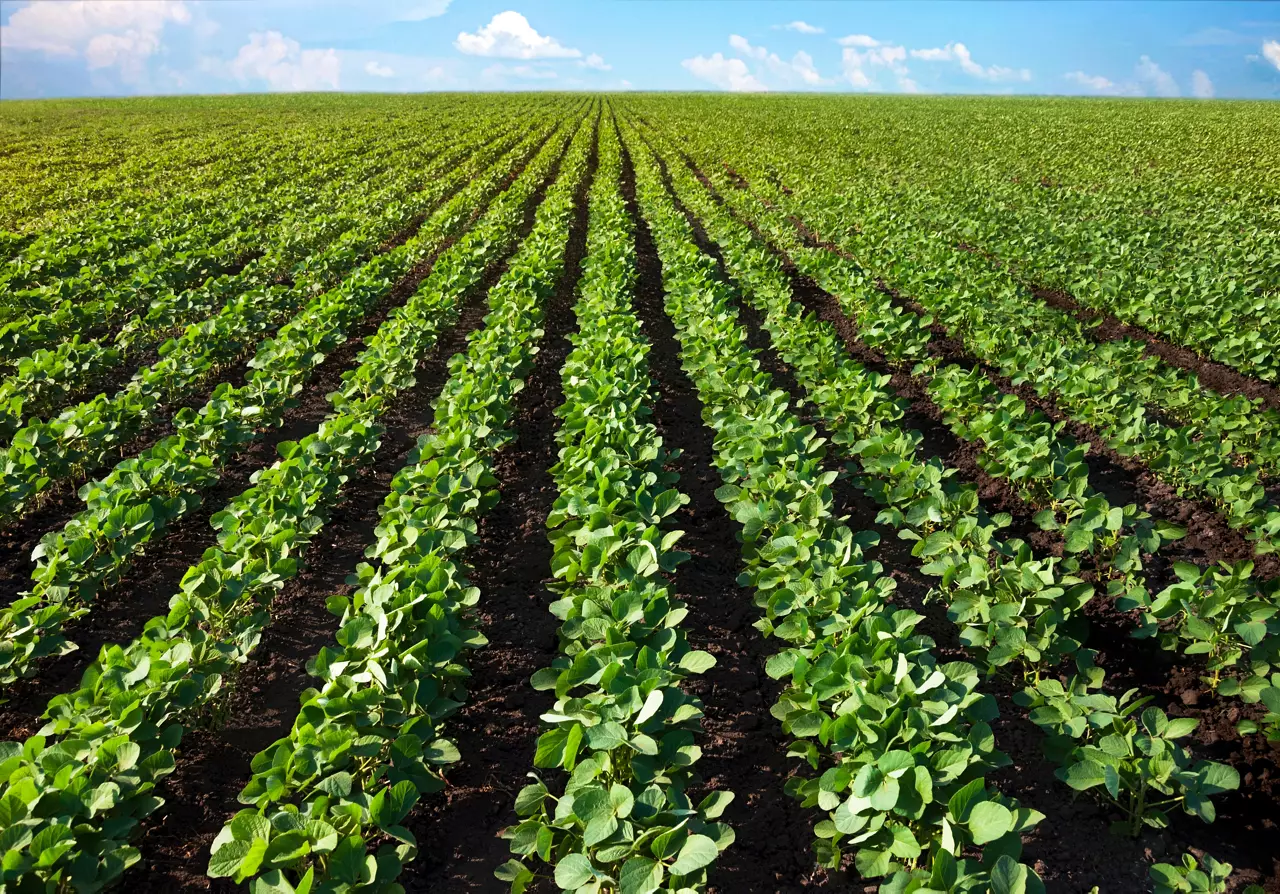Thick rows of soybean plants growing in a field in the rays of the sun.