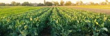 Broccoli plantations in the sunset light on the field.