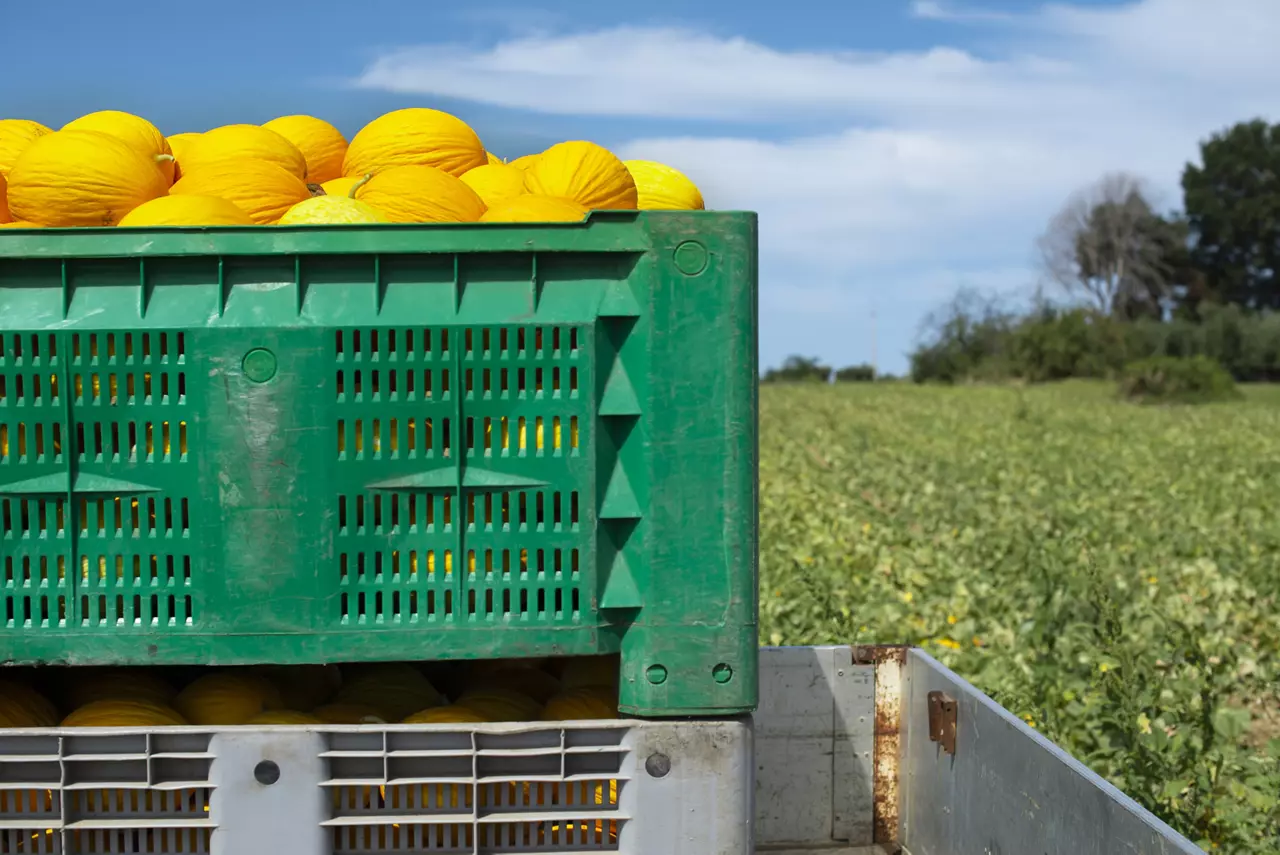 Canary yellow melons in crate loaded on truck from the farm. Transport melons from the plantation. Sunny day.