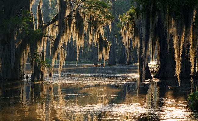 Mossy trees in a swamp