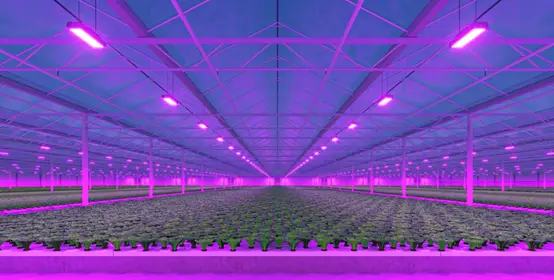 Industrial greenhouse with LED lighting