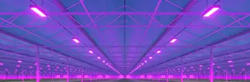 Industrial greenhouse with LED lighting